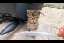 🎯 Little Hunter in Action! 😻 Kitten Develops His Skills Through Play