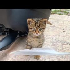 🎯 Little Hunter in Action! 😻 Kitten Develops His Skills Through Play