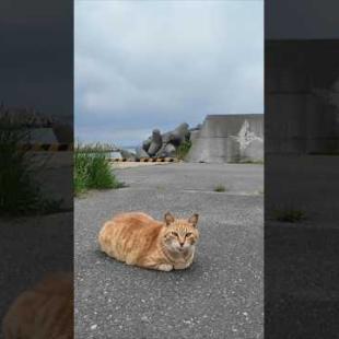 バイクで帰ろうとしたら…猫が待ち伏せしてたんだけどwww
