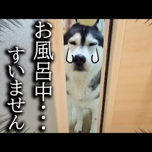 お風呂に入ってると犬がくんくん鳴くのでついて行くと猫が大変なことに...