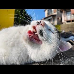 港にいた猫ちゃん、石碑に上ってゴロンゴロン撫でられる