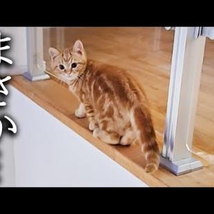 夜中に子猫が消えるので後をつけたらとんでもない場所に秘密基地を...