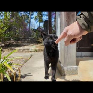神社の黒猫ちゃんモフられにきた