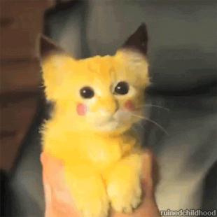 PIKACHU CAT