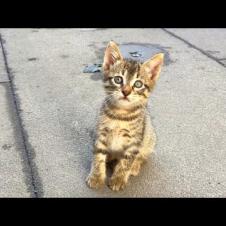 Homeless timid kitten accepted my friendship offer