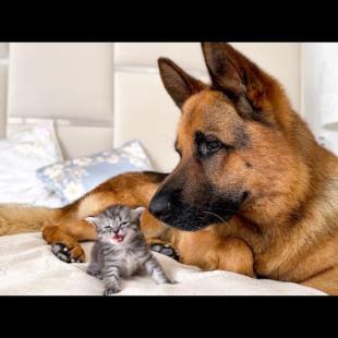 German Shepherd Excitedly Reacts to Tiny Kitten Meowing!