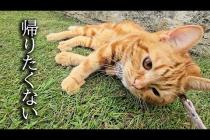 お散歩から帰りたくない子猫...