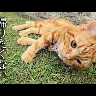 お散歩から帰りたくない子猫...