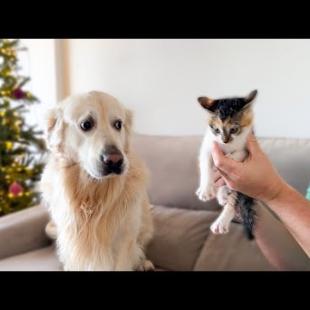 Golden Retriever Meets Abandoned Kitten For The First Time