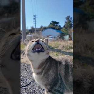 #ImpressedCatVideo #catisland #猫島  猫島の漁港で出会った猫ちゃん、撫でるのを止めると催促してきてカワイイ