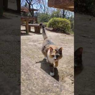 山の上の広場にあるテーブルに座ると猫が寄ってきた