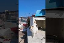 ハートマークの三毛猫ちゃん、漁港に置いてあった箱からモフられに出てきた