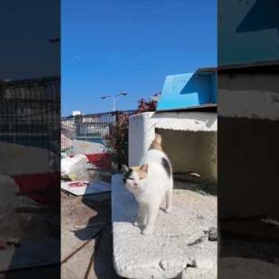 ハートマークの三毛猫ちゃん、漁港に置いてあった箱からモフられに出てきた