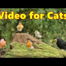 Videos for Cats to Watch ~ Birds on The Little Volcano ⭐ 8 HOURS ⭐ Cat TV