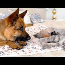 Loyal German Shepherd Refuses to Leave Mother Cat and Kittens Alone