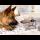 Loyal German Shepherd Refuses to Leave Mother Cat and Kittens Alone