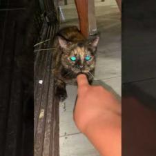 Cat hiding under the table, her eyes change color due to light #shorts #catshorts #kitten #meow