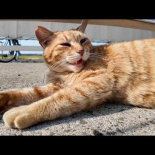 ナデナデすると何か声を出す野良猫がかわい過ぎる