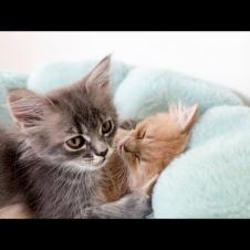 Funny Kitten Wakes up other Kittens to Play