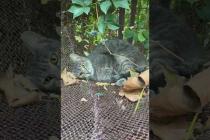 Cat looks so happy in the hammock #shorts #catshorts #cat #cats #kitten #cute #animals #catvideos