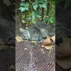 Cat looks so happy in the hammock #shorts #catshorts #cat #cats #kitten #cute #animals #catvideos