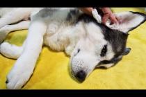 ハスキー犬に異常が見つかりました...