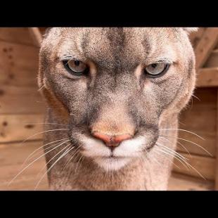 НЕСПОКОЙНАЯ СПАСЕННАЯ РЫСЬ / Волки и гуси в утреннем Сирине / Любимая еда пумы