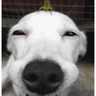 이놈! 얼런 내려와...