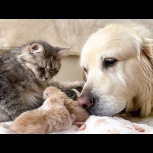 My Dog Meets Mom Cat with Newborn Kittens for the First Time!