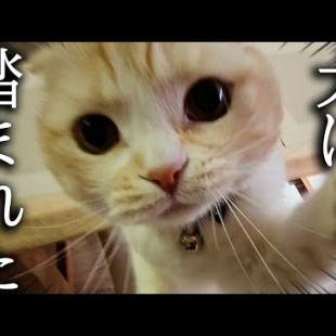 うっかり犬に踏まれた猫がこうなっちゃいました...