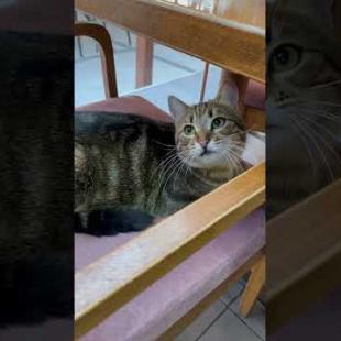 I found a cat hiding under the table in the cafe #shorts #catshorts #cats #cat #kitten #cute