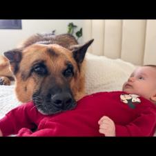 GERMAN SHEPHERD Falls In Love With NEWBORN BABY!