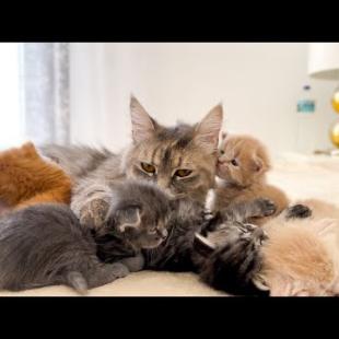 How Tiny Kittens React to the Call of Their Mother Cat