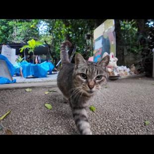 並木道にある猫が自主運営する猫カフェ?!から出てきたキジトラ猫ちゃん、足下をスリスリしたあと膝の上に乗ってきた