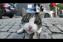 【イスタンブール猫散歩】色とりどりの家と石畳の街バラッドでのんびり過ごす猫たち