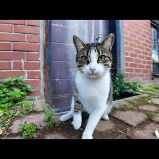 【イスタンブール猫散歩】色とりどりの家と石畳の街バラッドでのんびり過ごす猫たち