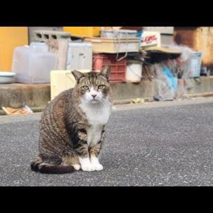 感動猫動画 のライブ配信