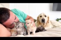 My Dog’s Hilarious Reaction to Me Loving the Kittens