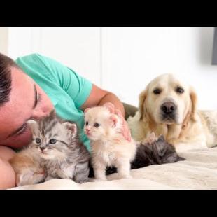 My Dog’s Hilarious Reaction to Me Loving the Kittens