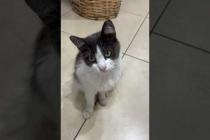 😻 😻 I fell in love with this cat's gaze #cat #short #catvideos #animals #cute