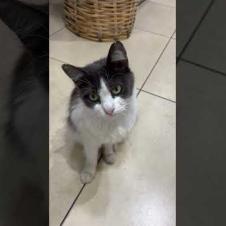 😻 😻 I fell in love with this cat's gaze #cat #short #catvideos #animals #cute