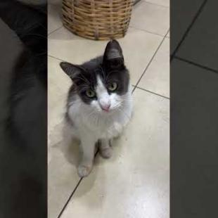 😻 😻 I fell in love with this cat's gaze #cat #short #catvideos #animals #cute