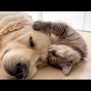 Cutest Pregnant Cat Shows Love to a Golden Retriever