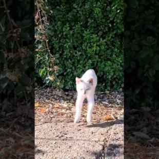 港で見かけた白猫の子猫が撫でられにきてかわいすぎた