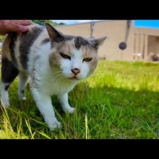 滑り台の下にいたパステル三毛猫ちゃん、ナデナデすると喜んでついてくるようになった