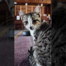 【猫ホテル】ルンバに起こされる子猫