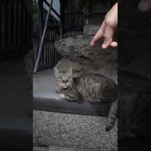 夕方海辺の神社に寄ったら猫いました