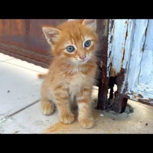 Playful, homeless orange kitten is happy to spend time with me