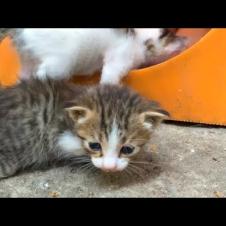 A Street Kitten and His Family Are Waiting for Help! 💔🐾