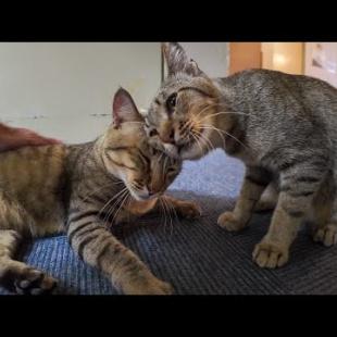 【猫ホテル】4階の大浴場前で猫発見！まるでお風呂待ちしてるみたいで可愛すぎる🐾💕